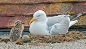 A seagull and her chick - photo