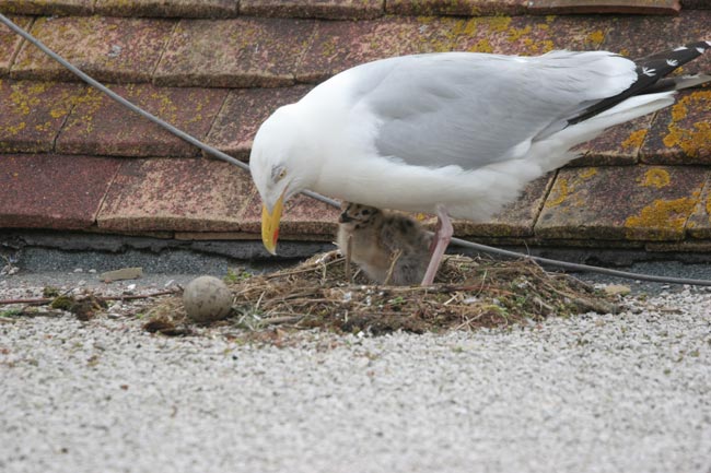 Looking after the chick