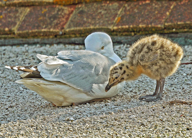 Mum and baby