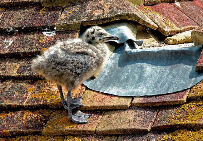 Up on the roof