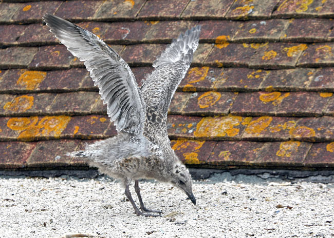 Flying practice