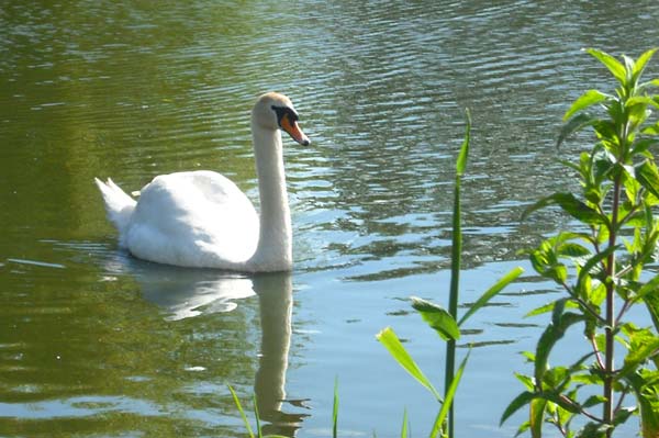 A swan at Egerton Park